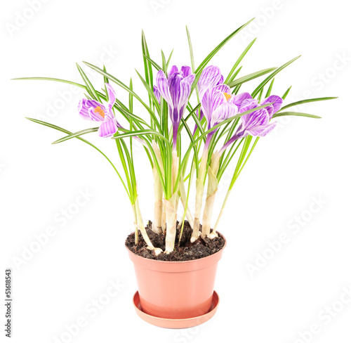 crocus flowers in pot on white background