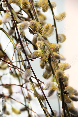 Spring willow branch with pussy