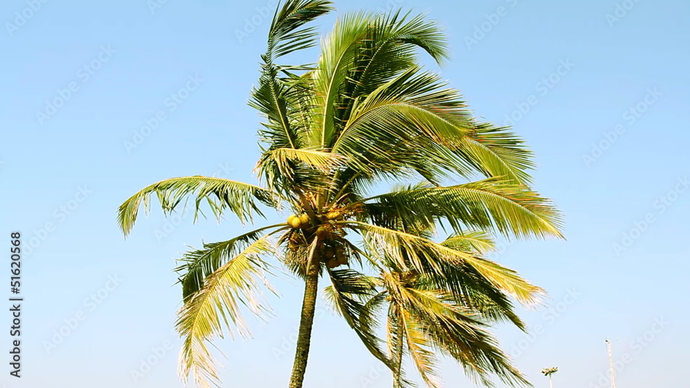 coconut palm trees and sky coconut palm trees and sky