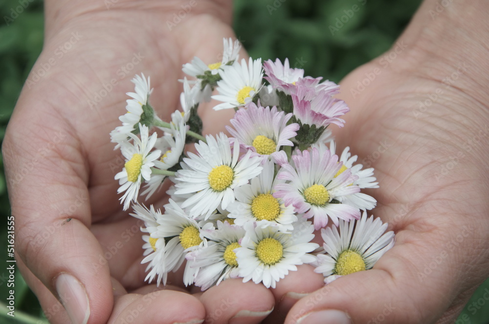 daisies on hand palms daisies on hand palms