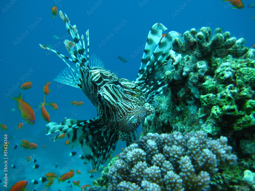 Feuerfisch