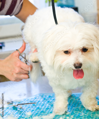 Grooming Maltese dog