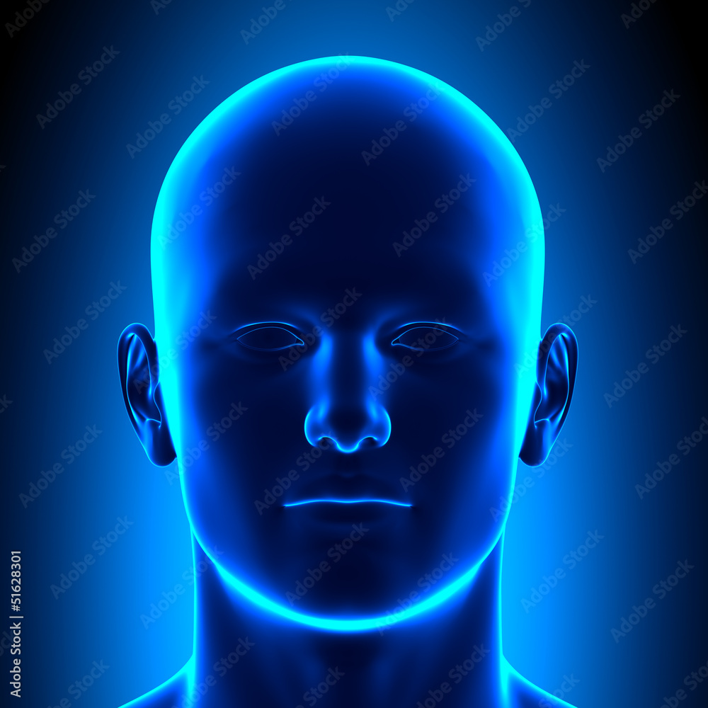 Anatomy Head Front View Blue concept Stock Illustration Adobe Stock