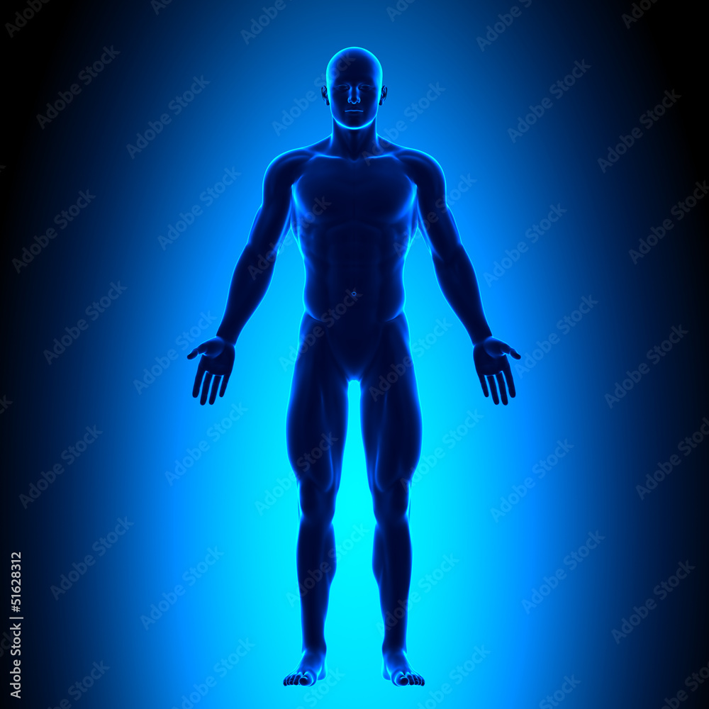 Anatomy Body - Front View - Blue concept Anatomy Body - Front View - Blue concept