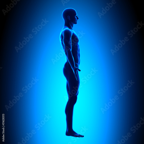 Anatomy Body - Side View - Blue concept