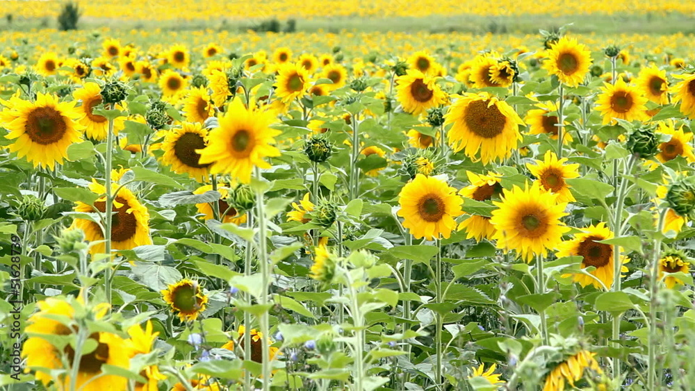 sunflower field sunflower field