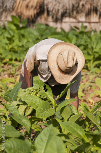 Cuban farmer on the tobacco field