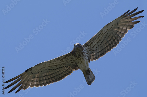 short-toed eagle (Circaetus gallicus) in flight photo