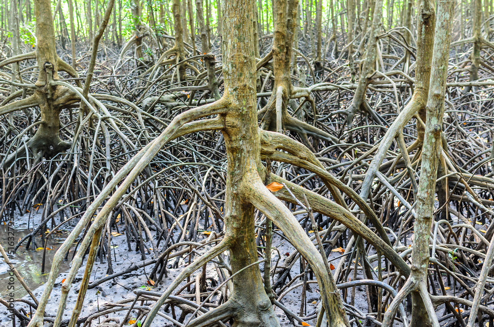 Mangroves roots