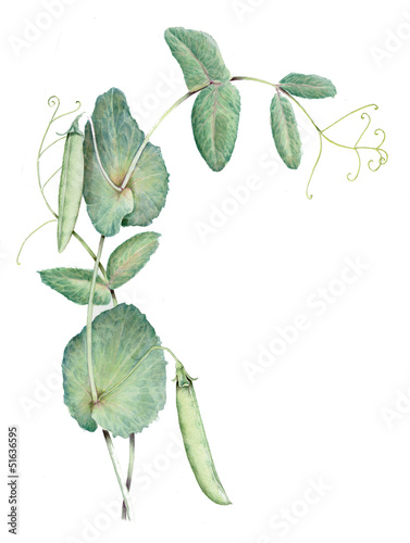 Pisello - Pisum sativum