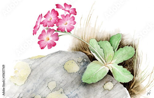 Primula appenninica - Primula apennina