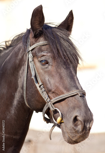 horse © yanlev
