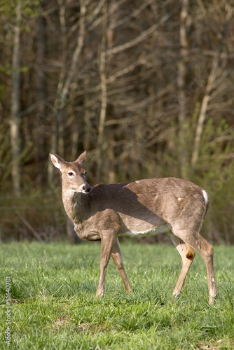 White Tailed Deer in Field © wolfsnap