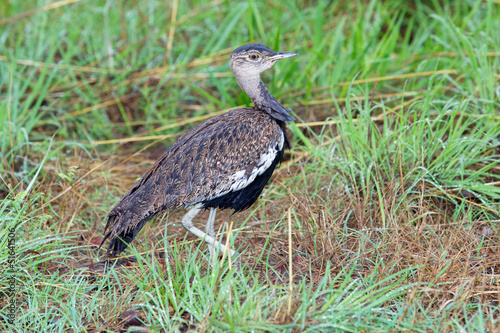 Red-Crested Korhaan