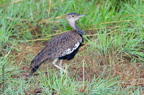 Red-Crested Korhaan © David_Steele