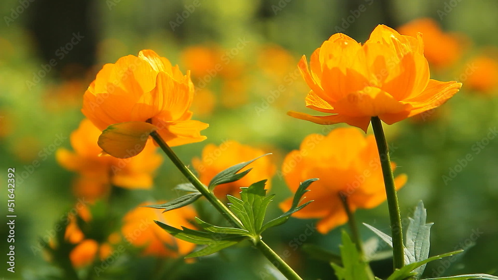 Meadow with flowers. Meadow with flowers.