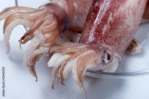 calamari photo