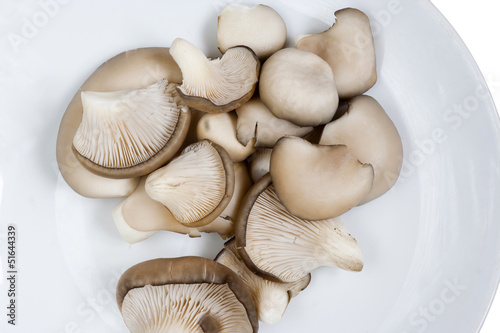 oyster cap mushroom