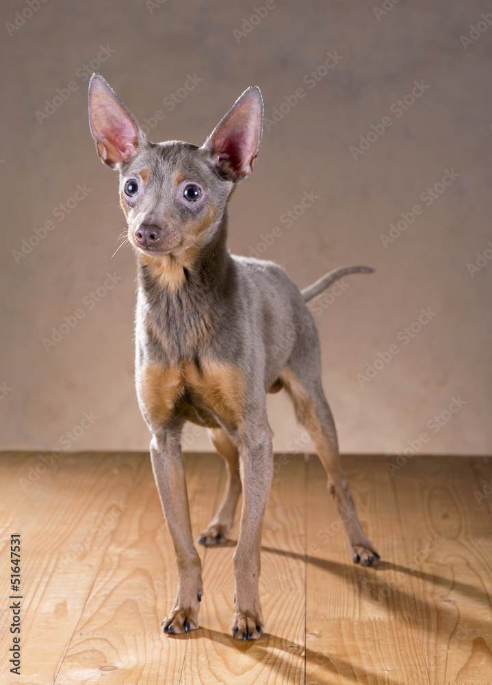 Russian Toy Terrier Stock Photo Adobe