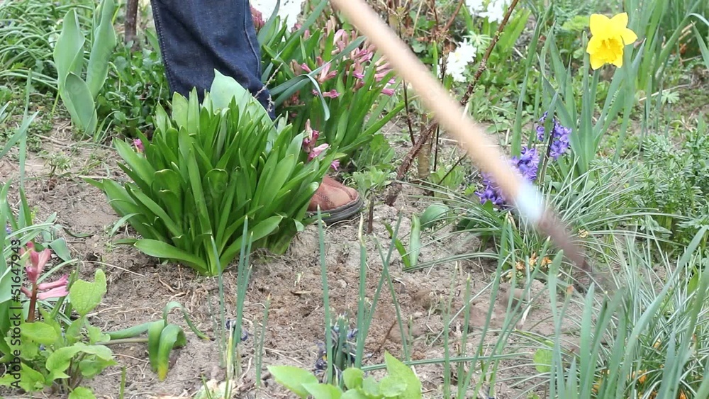 Unkraut hacken