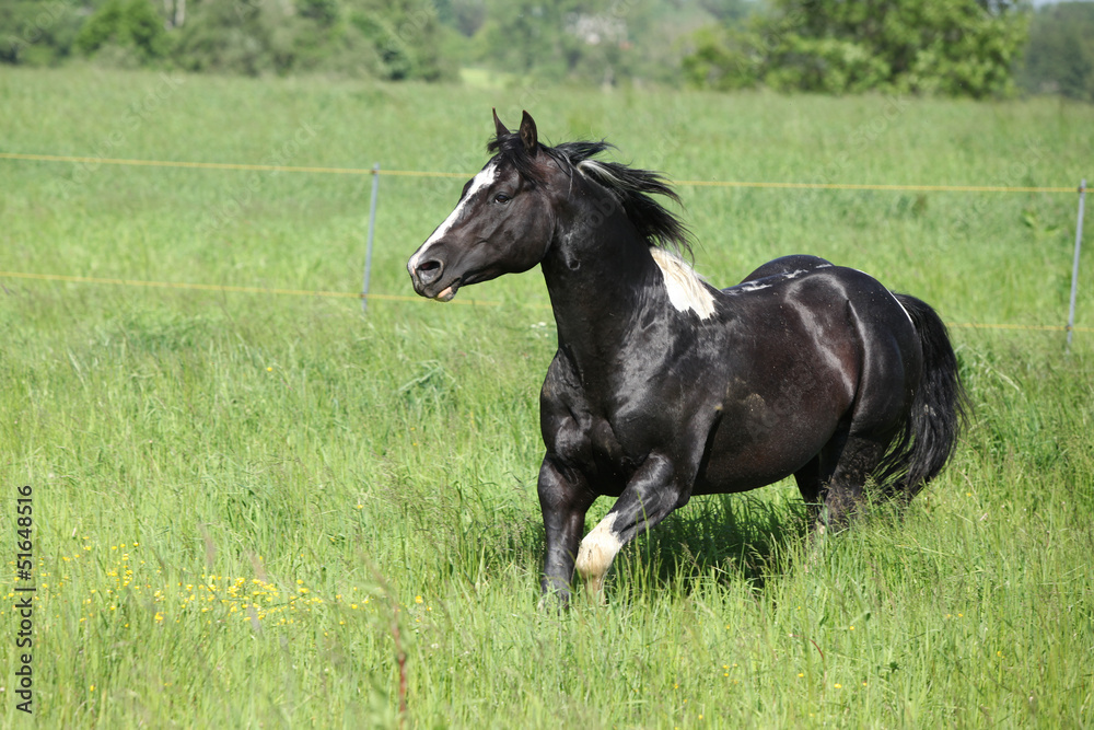 Fototapeta premium Paint horse stallion running on pasturage