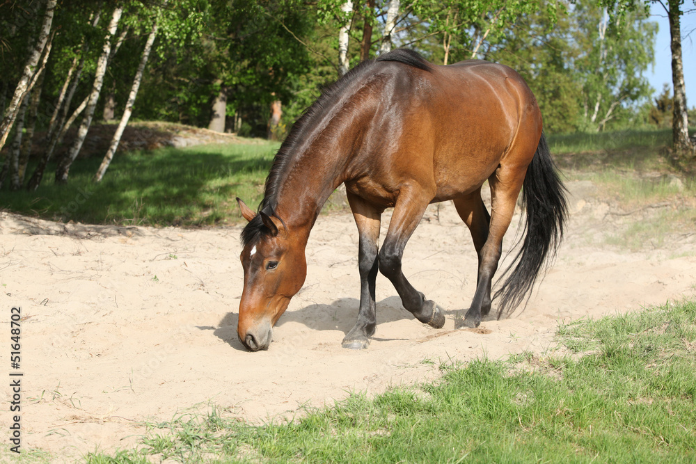 Fototapeta premium Brown horse lying down in the sand in hot summer