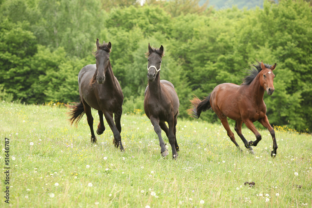 Three young horses running in nature Three young horses running in nature