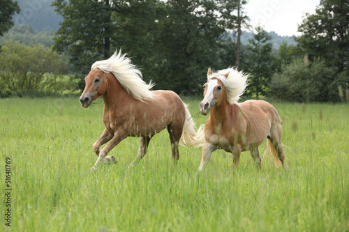 Two chestnut horses with blond mane running in nature