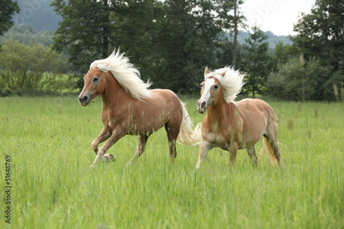 Fototapeta Naklejka Na Ścianę i Meble -  Two chestnut horses with blond mane running in nature