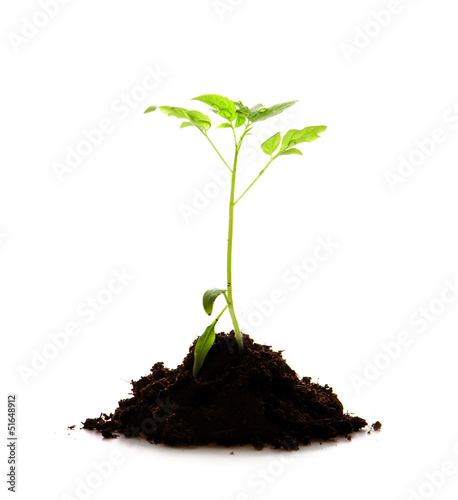 Grüne Tomatenpflanze.