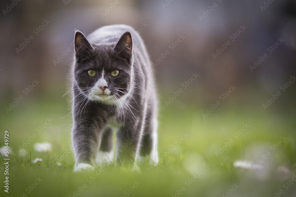 Chat en chasse