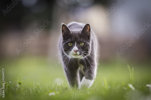 Chat en chasse photo