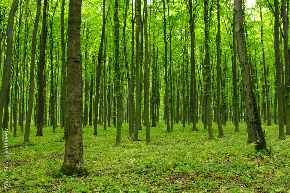 Naklejka premium Trees