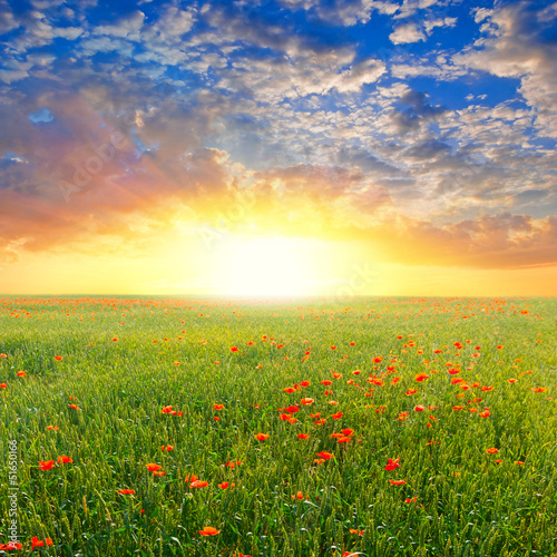 red poppy field at the sunrise