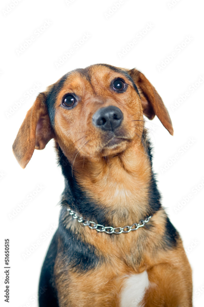 Mixed breed dog portrait