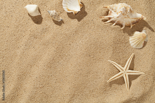 Muscheln in Sand