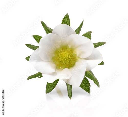 Green leafs of strawberry with flower isolated