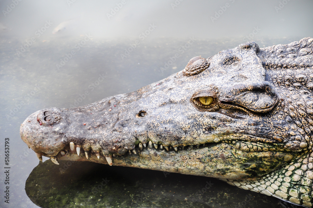 Obraz premium Wild reptile crocodile head