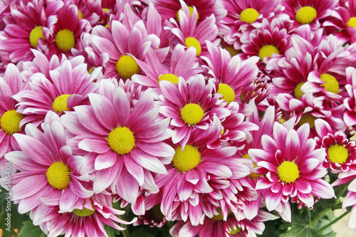 Purple Chrysanthemum