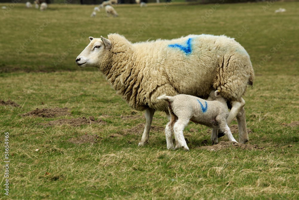 Lamb feeding from mother Lamb feeding from mother