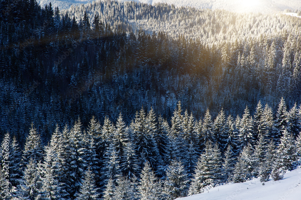 Obraz premium winter