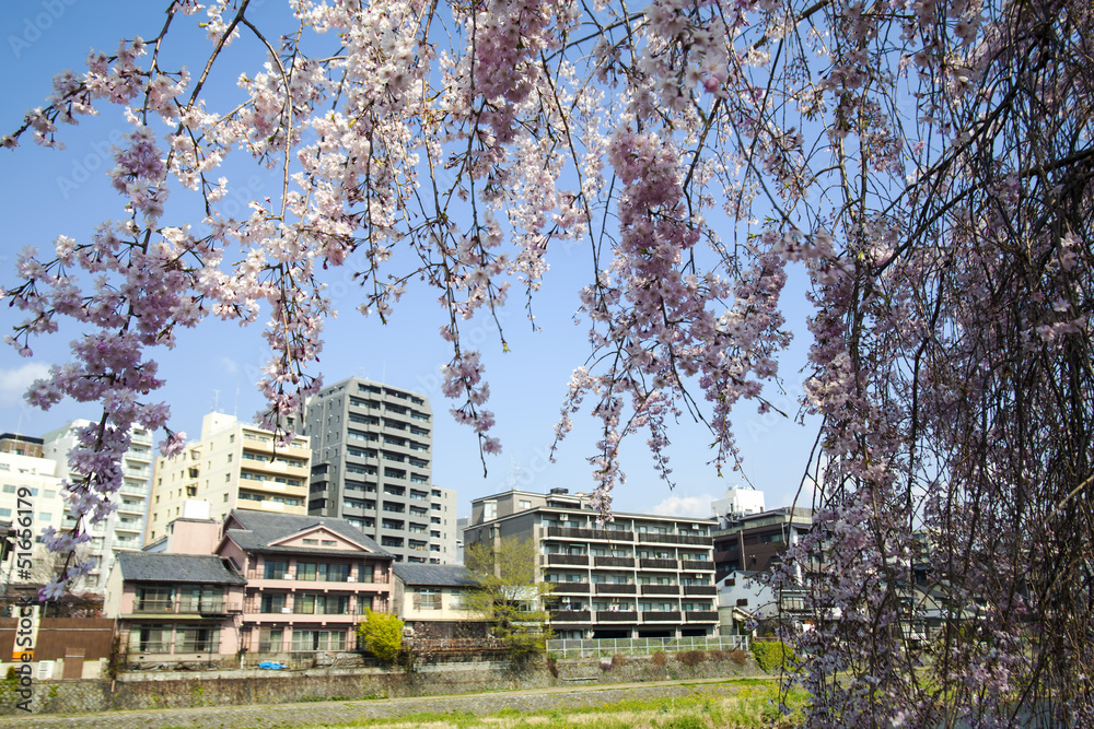 Sakura seaskon in Kyoto, Japan Sakura seaskon in Kyoto, Japan