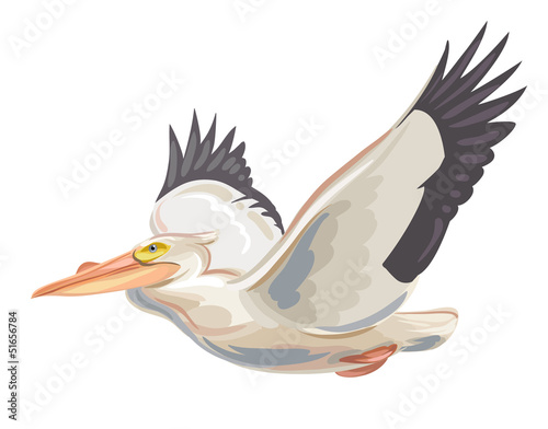 Pelican