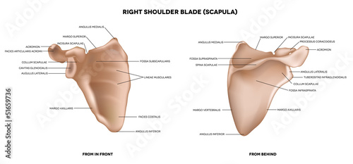 Shoulder blade (scapula)