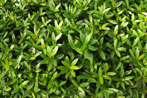 Green Leaves Backgounds in Thailand