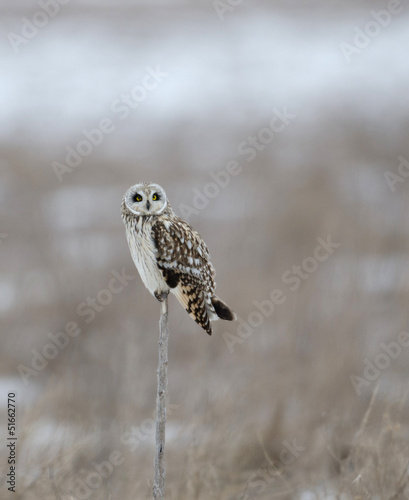 Foto Short-eared owl