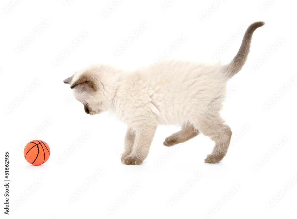 Obraz premium cute kitten playing