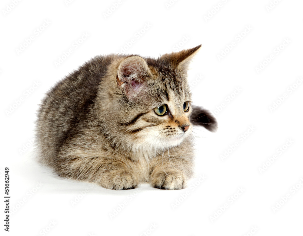 Obraz premium Cute tabby kitten on white