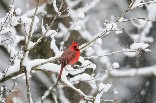 Northern cardinal in snow storm © Tony Campbell