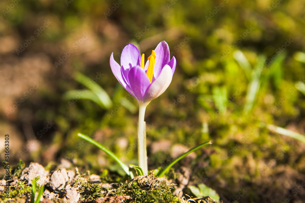 Crocus. Crocus.